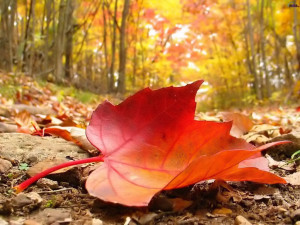 Autumn Season HD Wallpapers