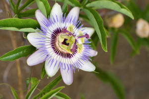 Blue Passion Flower Extract #natural #skincare #ingredients www ...