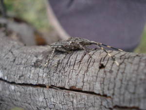 Thread: Alcaeus varicornis (Acacia shield bug)
