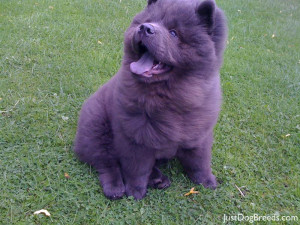 Dog Breed Chow Chow Puppies