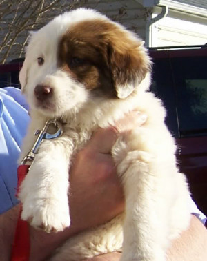 Go Back > Gallery For > St Bernard Border Collie Mix Breed