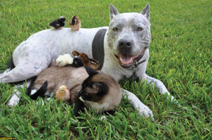 Funniest American Pitbull Terrier New Photos