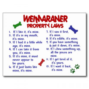 292. Weimaraner Property Laws 2 Postcard