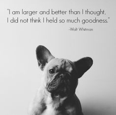 french bulldog puppy and walt whitman quote more french bulldogs ...