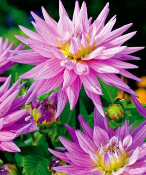 Pink dahlia flowers image via Colorfull at www.Facebook.com ...