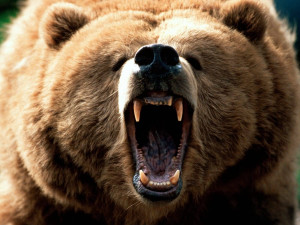 Grizzly bear fight, Grizzly bear attack, grizzly vs