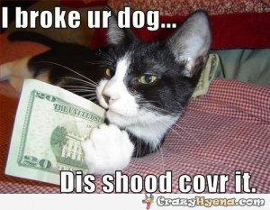 funny-cat-broke-your-dog.jpg