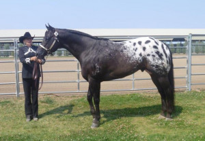 Appaloosa Horse Otahc Home...