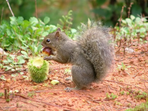 Squirrel Having Fruit