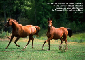 Horse Quotes With Pictures: The Two Of Horse Running In A Horse Quotes ...