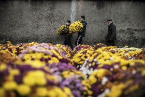 Pots of Chrysanthemums in Lyon, France