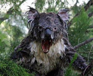 Wet Koala Photoshop: Hoax Picture Of Scary Marsupial Goes Viral (PHOTO ...