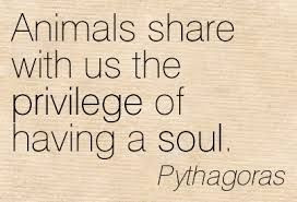 pythagoras quotes - Google Search