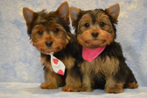 Cute Yorkies Pictures