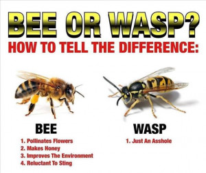 funny bee or wasp