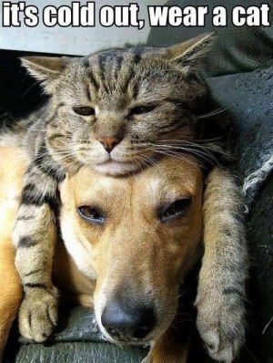 Funny Cats and Dogs: It’s cold out! Wear a cat!