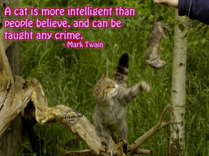 Magnificient Intelligent Quotes About Love: A Cat Is More Smart Than ...