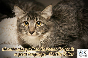 ... , Martin Buber, Human Cat, Foster Rescue, Rescue Cat, Buber Adoption