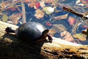 Slow Turtle Quotes http://tinybuddha.com/blog/the-true-meaning-of ...