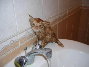 猫猫洗澡时的搞笑摸样