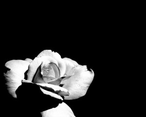 Black And White Rose Flower Wallpaper HD Wallpaper with 1280x1024 ...