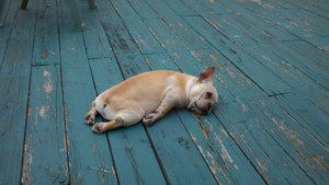 LOL dog funny animals cute adorable tired dogs french bulldog frenchie