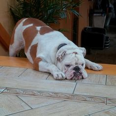 My Louie.. how can this face not make you happy? #englishbulldog #lazy ...