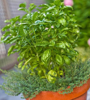 ... .bhg.com/gardening/vegetable/herbs/best-herbs-for-container-gardens