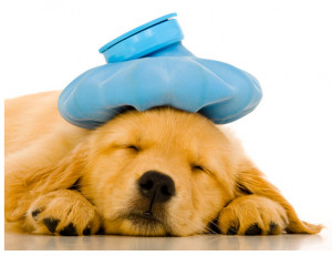 veterinarian insurance coverage pet dog insurance policy normally sets ...