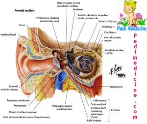 Basic-Human-Ear-Anatomy-and-Physiology.jpg