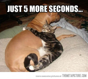 Funny photos funny cat hugging dog sleeping cute