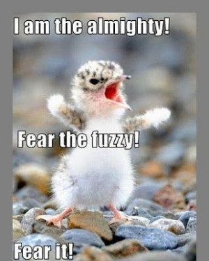 Funny Images Of Animals With Sayings