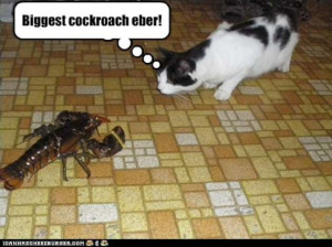 Funny Cockroach Compilation (12 Pics)