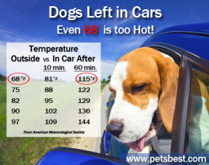 Heat Safety: Dogs Left in Cars