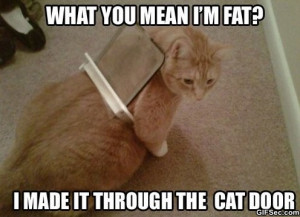 Fat-Cat.jpg