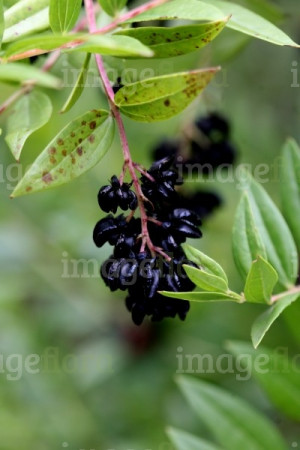 ... -dark-purple-berries-and-foliage-cluster-in-french-summe-121074.jpg