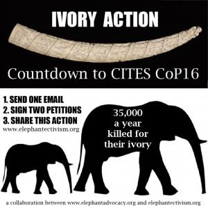 Elephant E-ctivism!: IVORY ACTION: Email. Petition. Share!