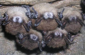 The fungus that causes bats to develop the deadly white nose syndrome ...