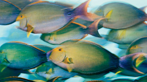 Yellow Surgeonfish. Phoenix Islands, 2009