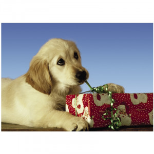 Related Pictures golden retriever christmas card