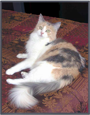 Dilute Calico Maine Coon Cat