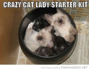 crazy cat lady starter pack animals lolcats kittens bin funny pics ...