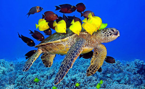 Underwater Fish And Turtle Animals Wallpaper 16530 Wallpaper