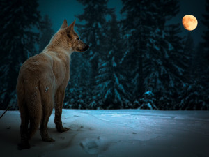 White-Wolf-Photography-by-Adnan-Bubalo-white-wolf-full-moon-snow ...