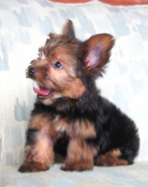Yorkshire terrier breeders- yorkshire terrier puppies