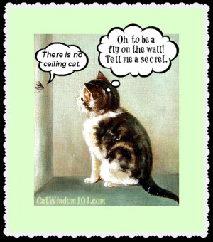 fly on wall-quote-ceiling-cat-LOL