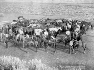 Group of Cowboys and their Horses Sheridan Wyoming C.1890
