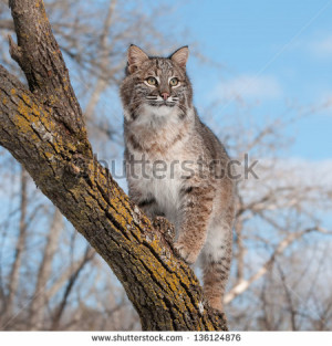 Bobcat Lynx Rufus Tree With