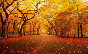 AUtumn Yellow Park Wallpapers Pictures Photos Images