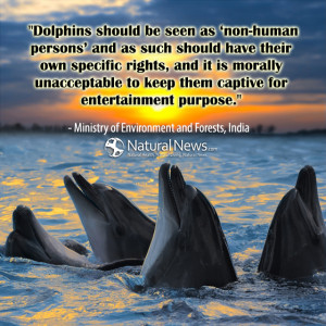 Dolphins should be seen as ‘non-human persons’ and as such should ...